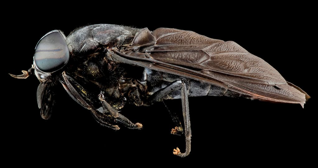 Horse fly, U, Side, MD 2013-08-21-16.22.32 ZS PMax