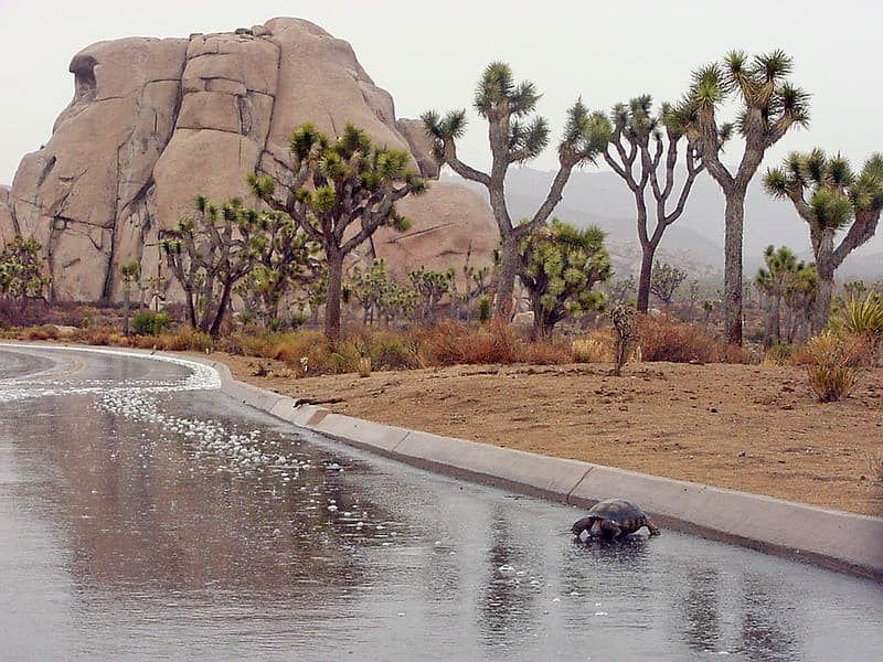Desert tortoise (Gopherus agassizii) drinking from roadway