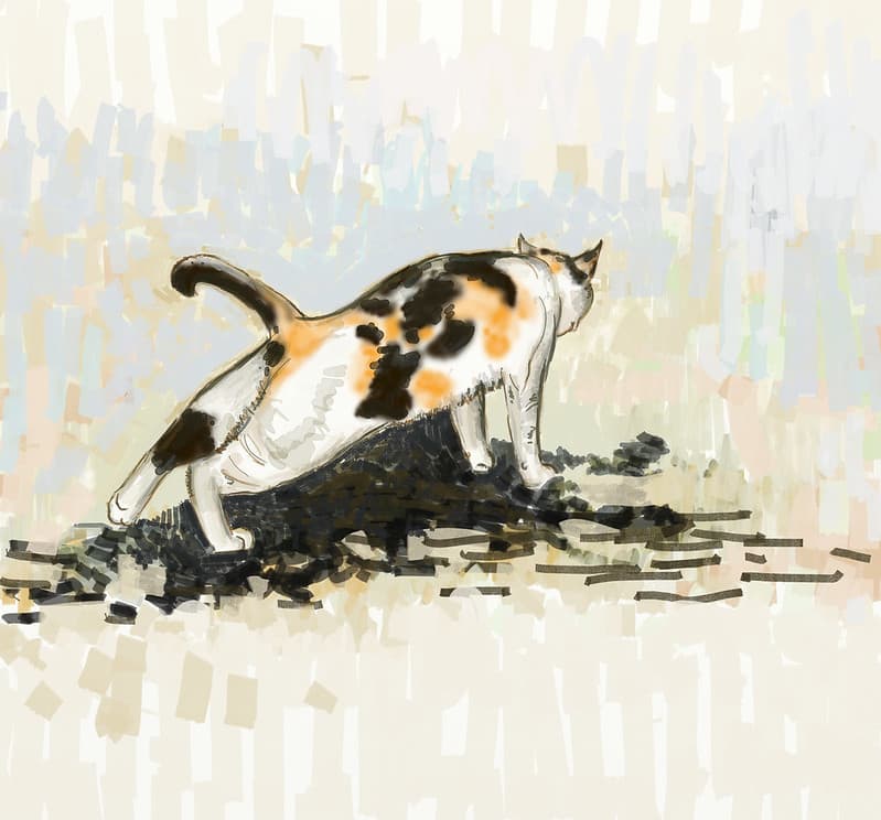 Cat in stretching