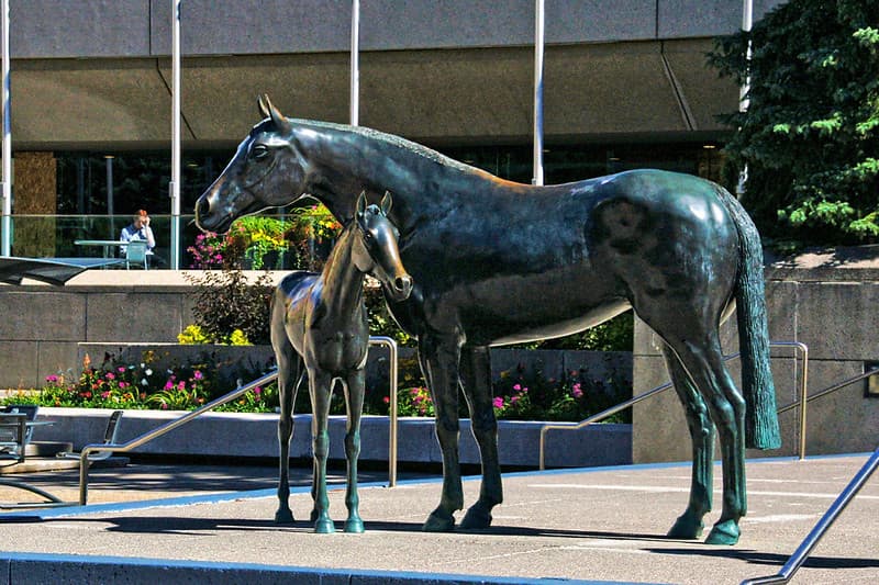 Family Of Horses. Calgary.