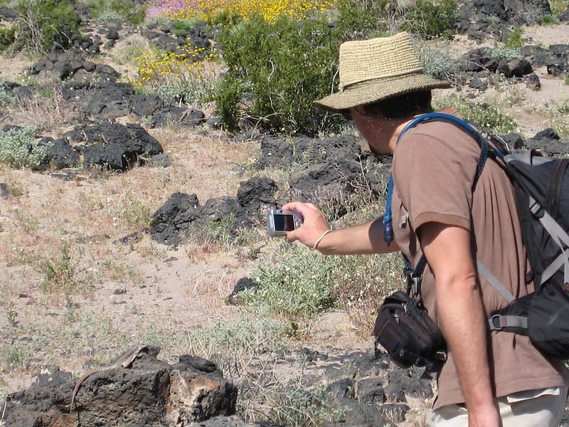 Photographing a desert iguana