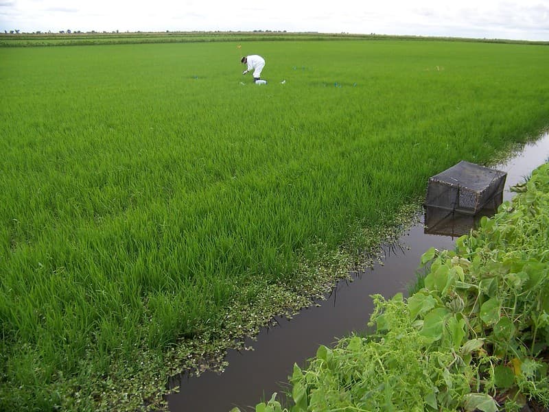 Rice Field Sediment Sampling