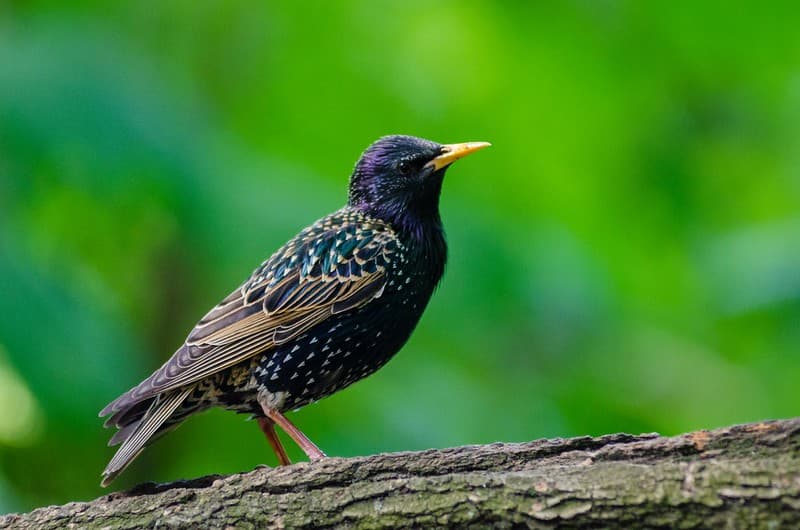 Bird