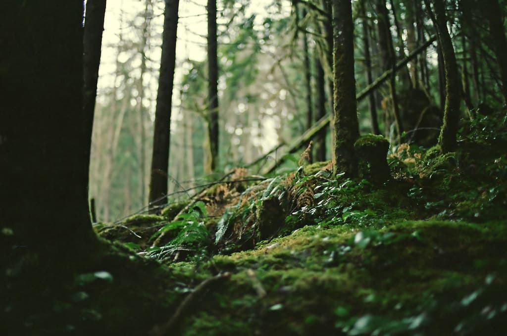 Forest floor moss and ferns