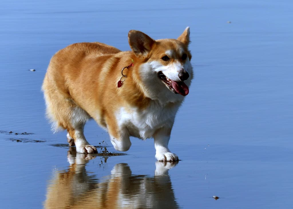 Gracie.Day at the beach.