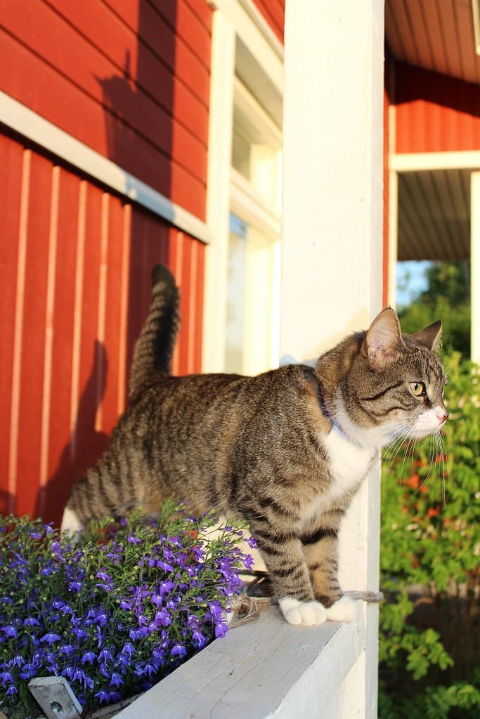 Sunset Miisa