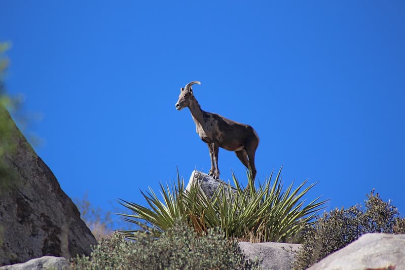 Desert Bighorn (Ovis canadensis nelsoni) Stands on a Rock