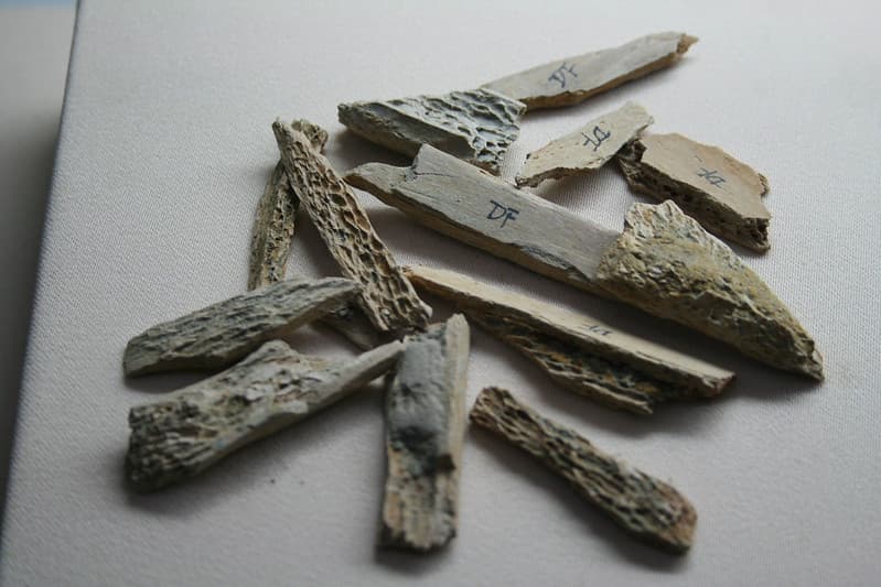 Paleolithic Bone Tools & Fragments