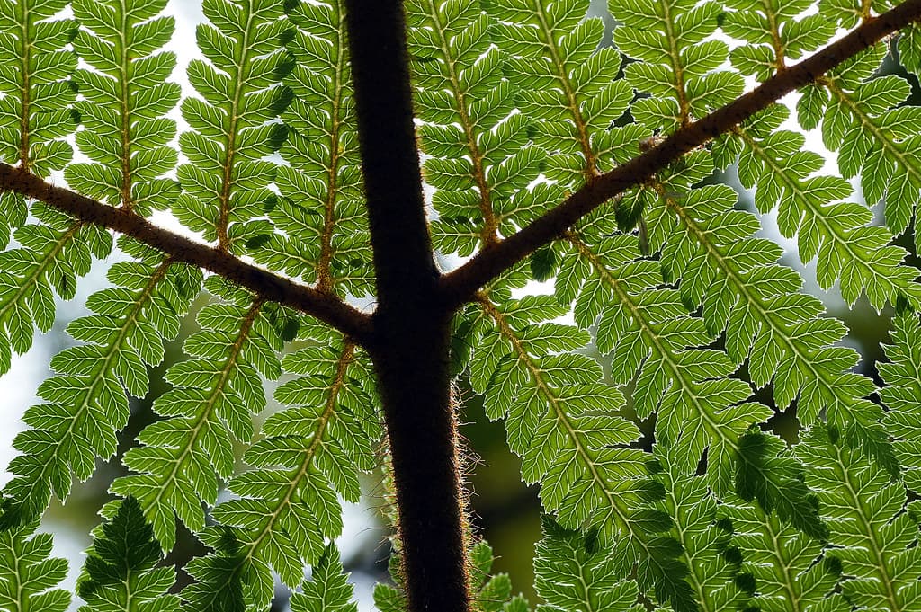 Fern patterns.NZ