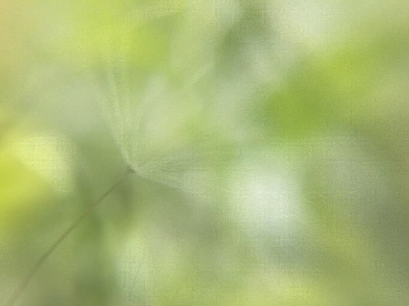 Free texture - Summer Whispers