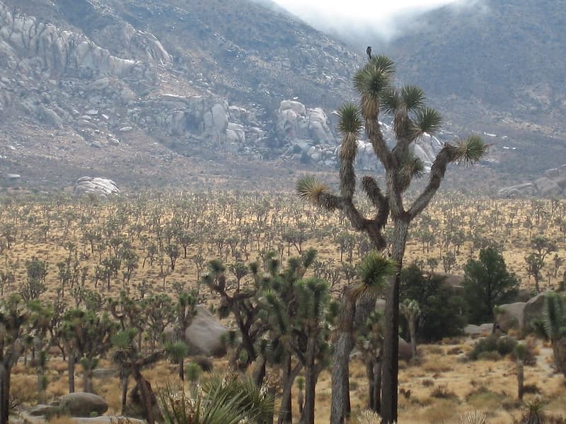Joshua tree (Yucca brevifolia); Lost Horse Valley