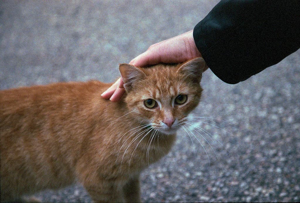 Ginger stray cat