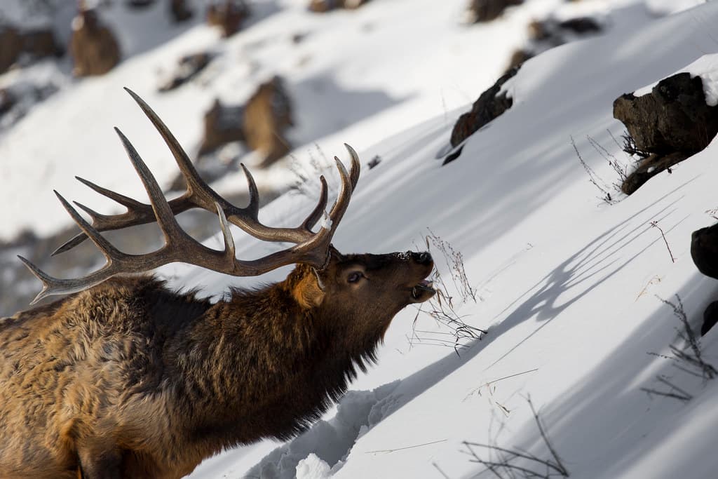 Bull Elk & Shadow