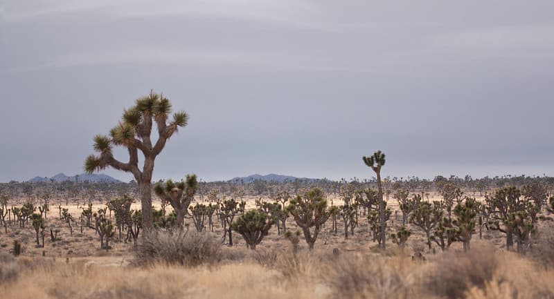 Joshua trees along Park Boulevard