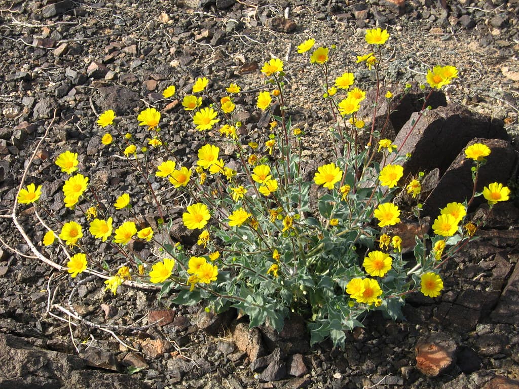Hairy desert sunflower (Geraea canescens); Pinto Basin