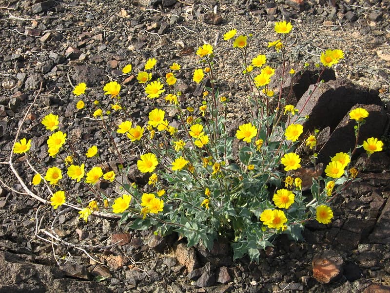 Hairy desert sunflower (Geraea canescens); Pinto Basin