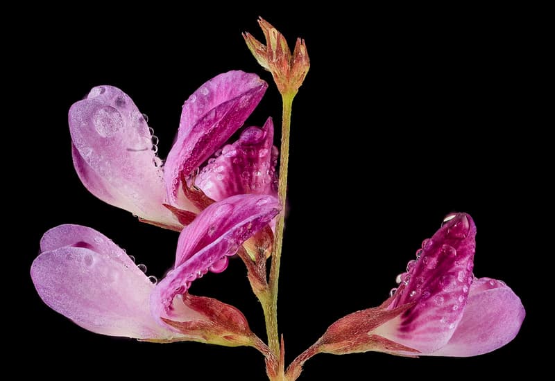 Ticktrefoil flower with dew, MD, PG County 2013-08-20-12.44.12 ZS PMax