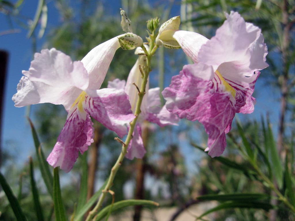 Desert willow (Chilopsis linearis)