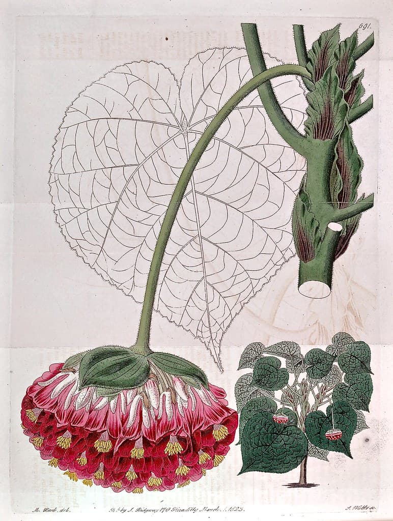 Pink Ball Tree (Dombeya wallichii)