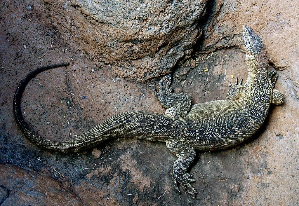 Nile Monitor Lizard.
