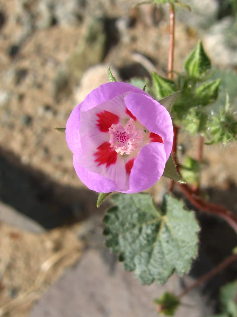 Desert fivespot (Eremalche rotundifolia); Pinto Basin