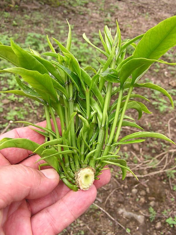 Glyphosate herbicide injury to coffee (Coffea arabica)