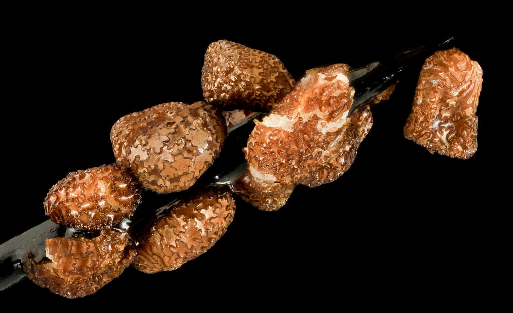 Angiosperms, biml, desert