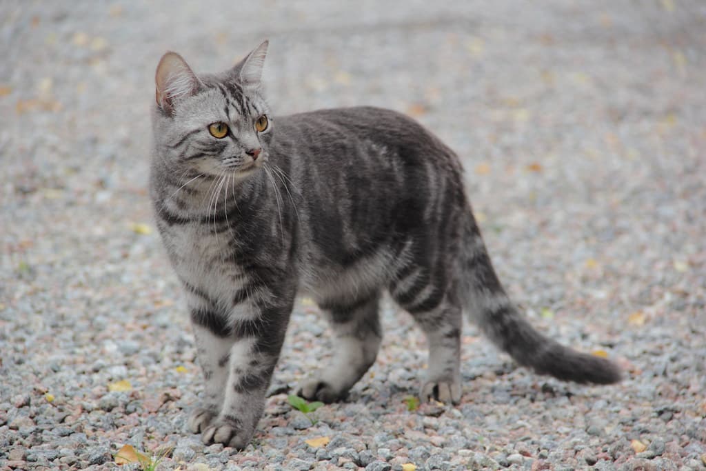 Cat, ears, gravel