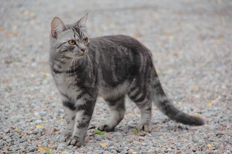 Cat, ears, gravel