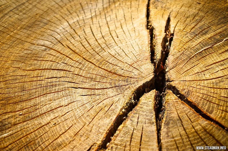 New Forest - Tree Rings