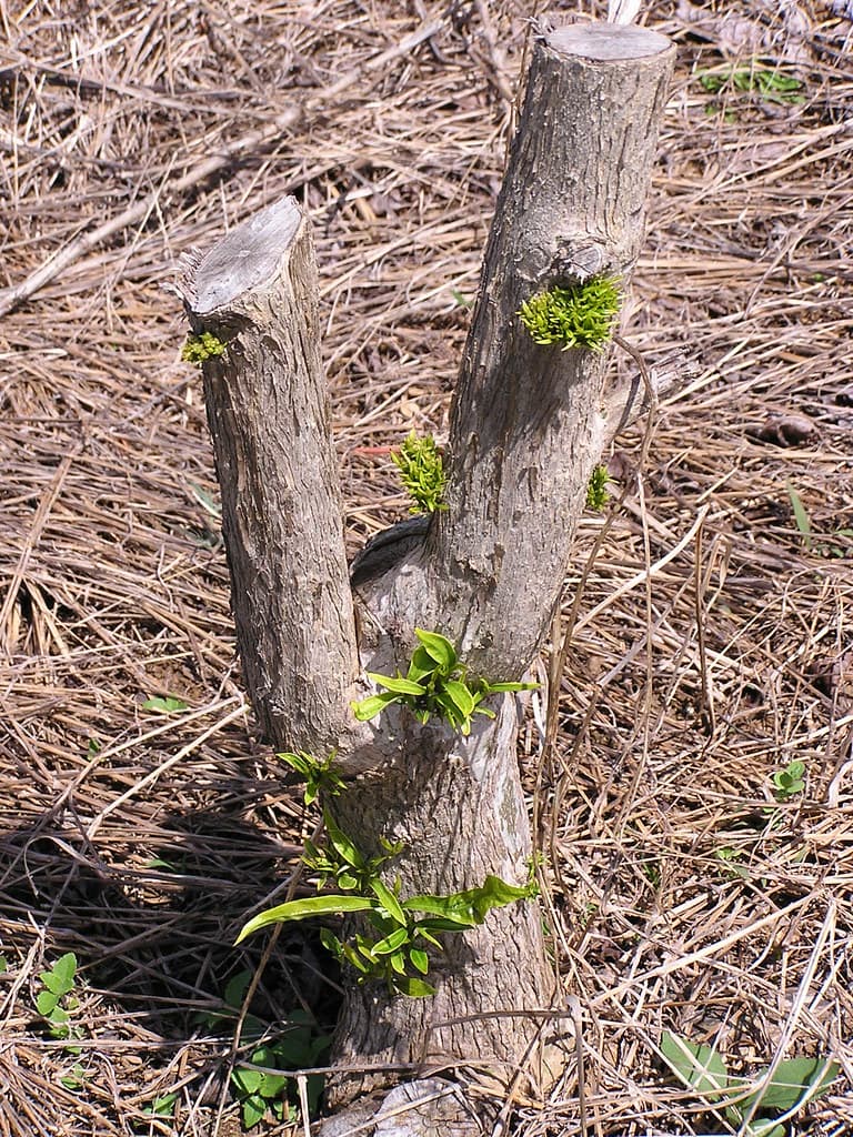 Coffee: Glyphosate herbicide injury