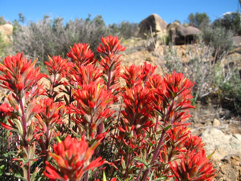 Bloom, desertqueen, flower