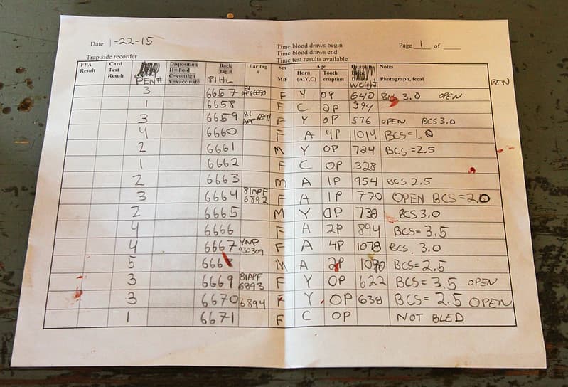 21 of 35 Data collected trapside at Stephens Creek bison pens 3594