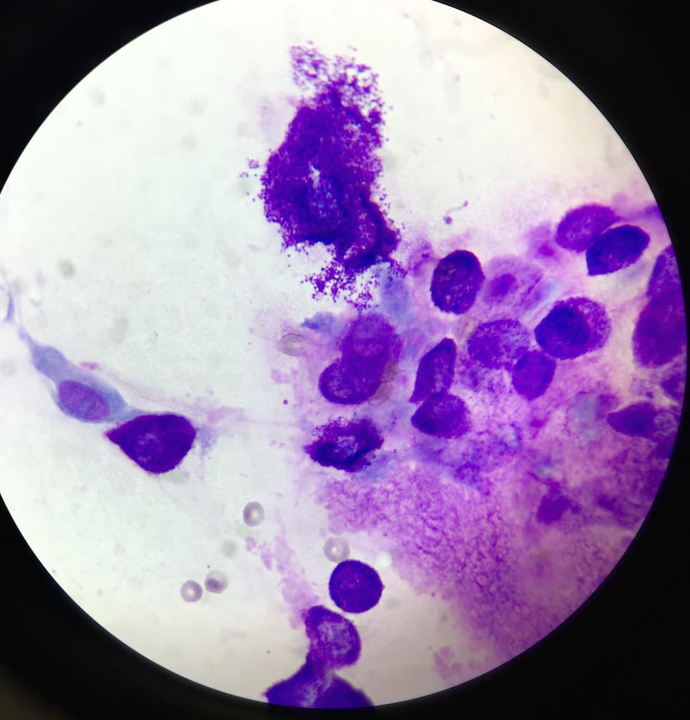 Microscope slide with stain