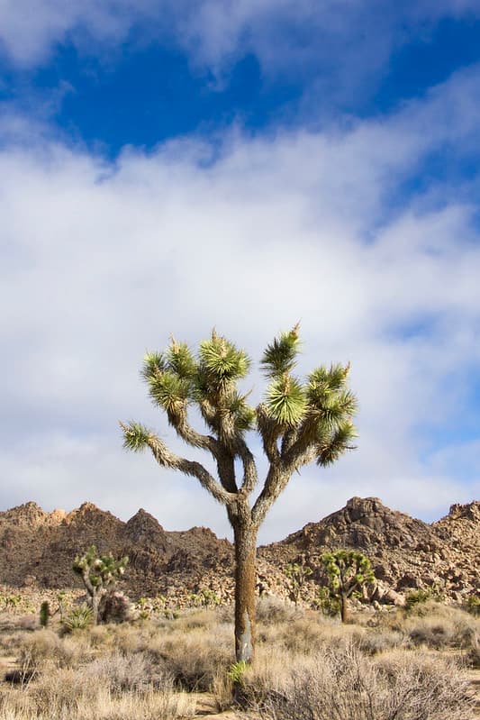 Joshua tree and clouds along Park Blvd