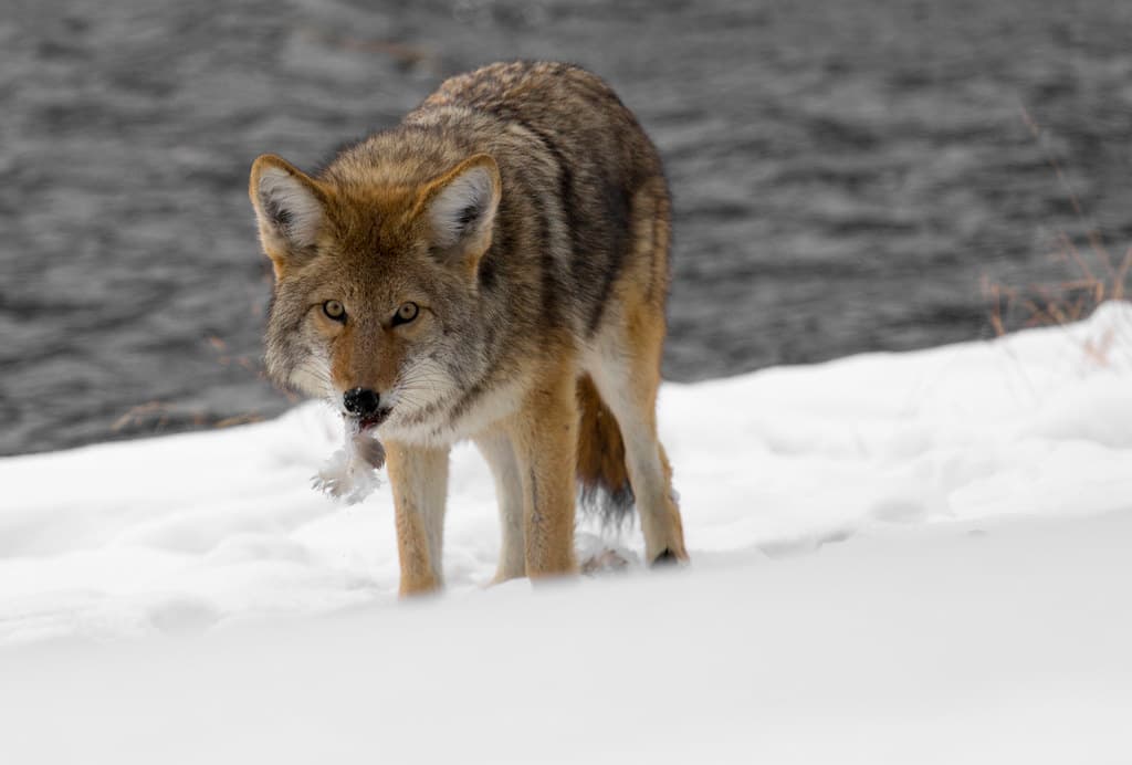 Coyote along the Firehole River