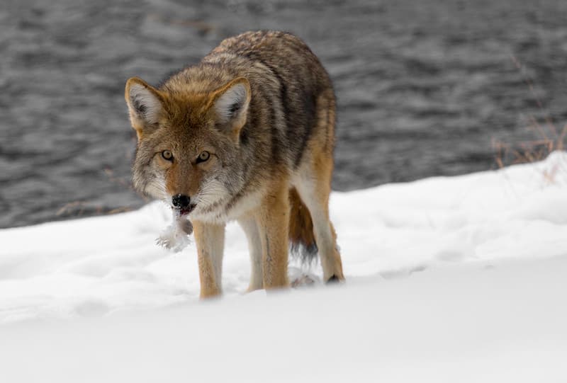 Coyote along the Firehole River