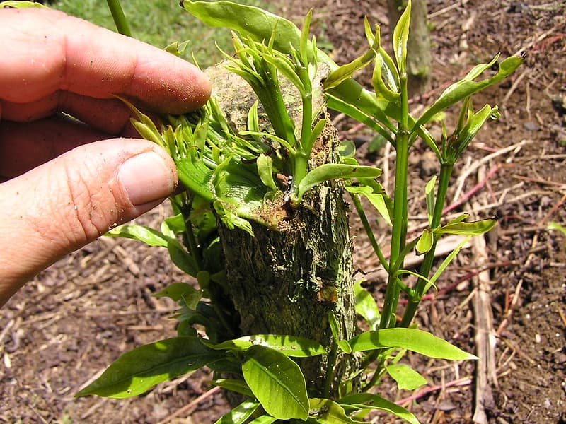Glyphosate herbicide injury to coffee (Coffea arabica)