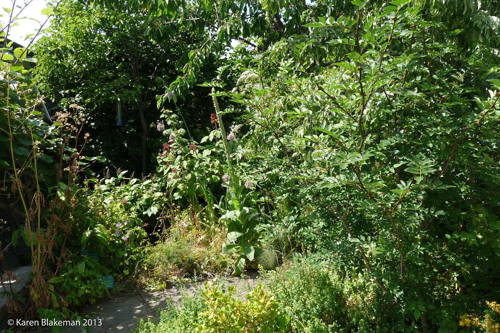 Forest garden on top of a roof