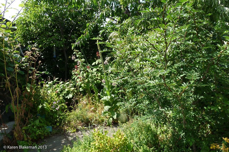 Forest garden on top of a roof