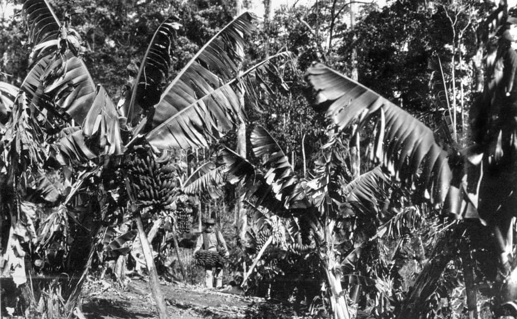 Banana Plantation, Buderim Mountain, c1900