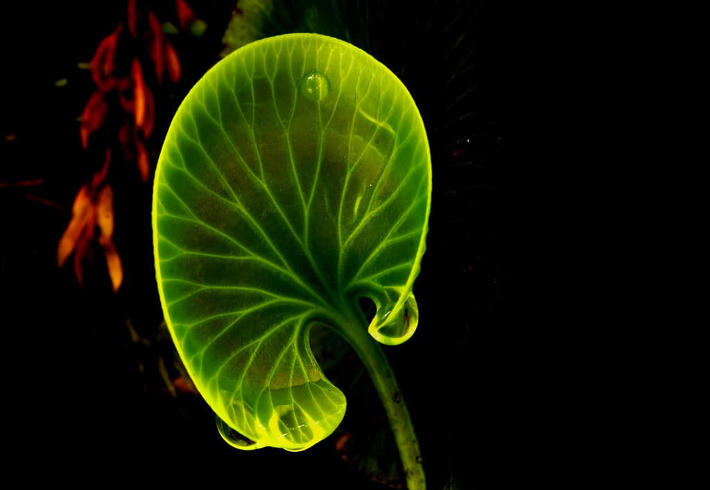 Kidney Fern New Zealand.