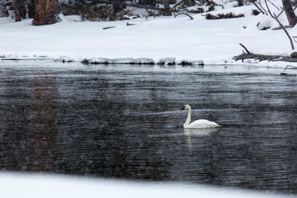 Swan on the Madison River