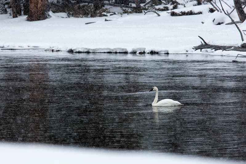 Swan on the Madison River