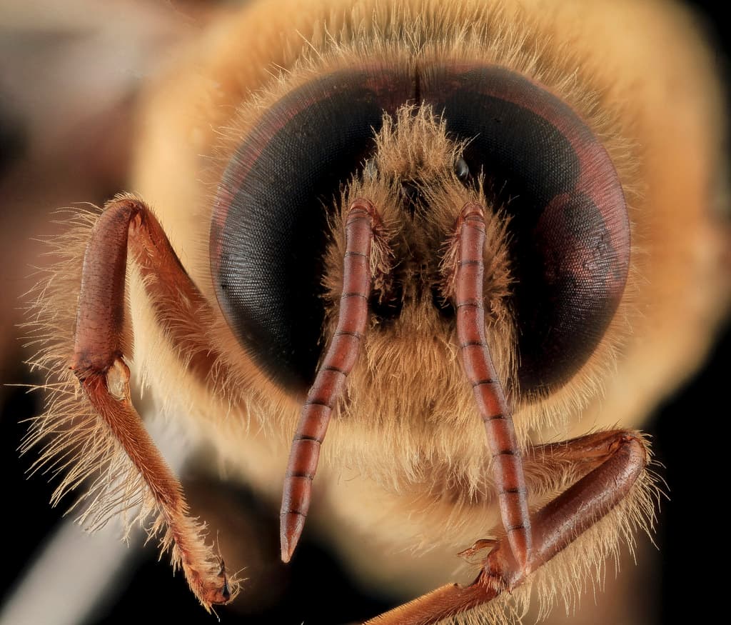 Aculeata, animal, animalia