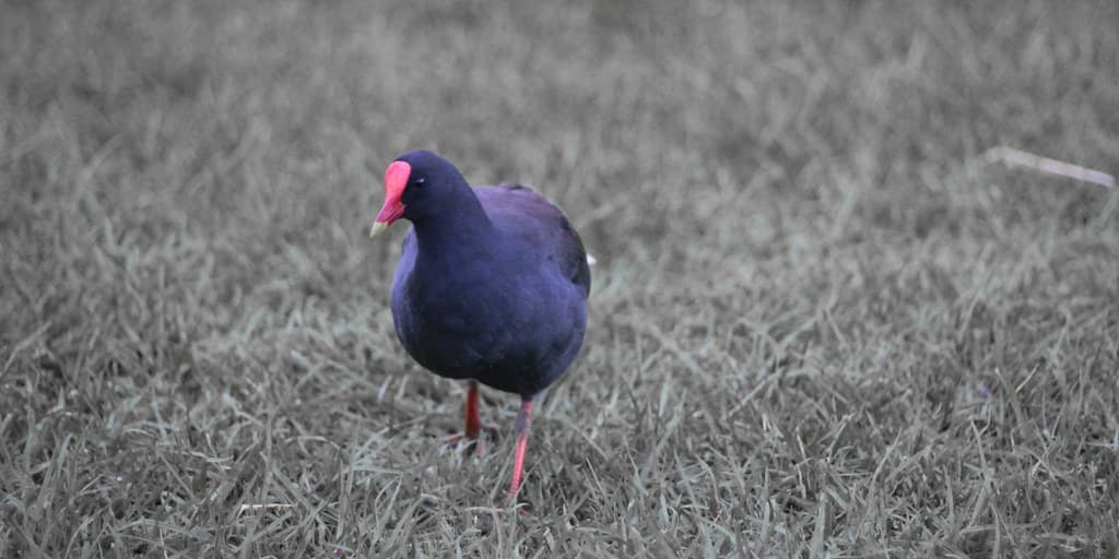 Another bird thing