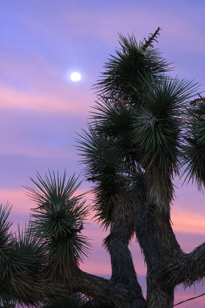 Joshua tree at sunset