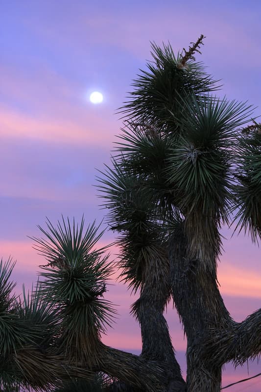 Joshua tree at sunset