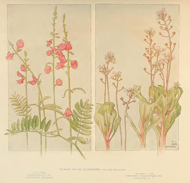 1908 Texas Wildflowers Keramic Studio