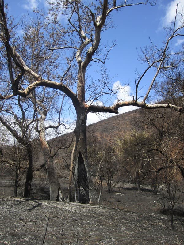 Partially Burned Sycamore Tree